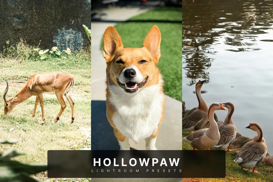 Hollowpawlightroompresets20250630191056utc | download free design addon Hollowpaw lightroom presets 2025 06 30 19 10 56 utc design add on for photoshop procreate illustrator and more
