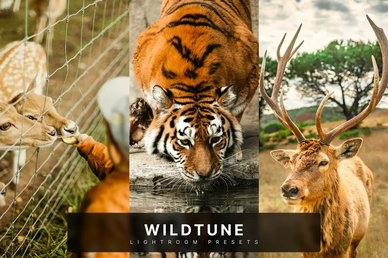 Wildtune lightroom presets 2025 07 08 18 15 11 utc design add on for photoshop procreate illustrator and more